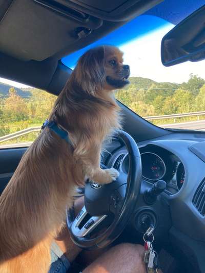 Die Dogorama Wochen Challenge-Beitrag-Bild