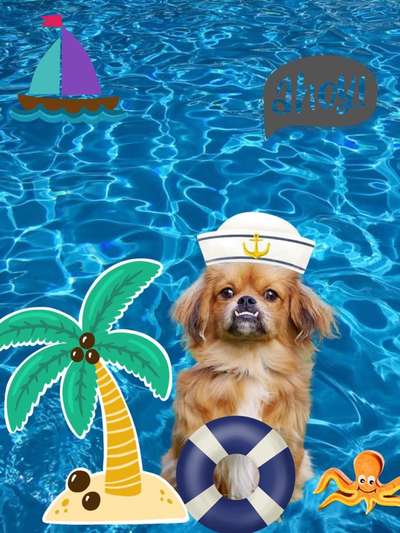 Photomontagen mit Hund-Beitrag-Bild