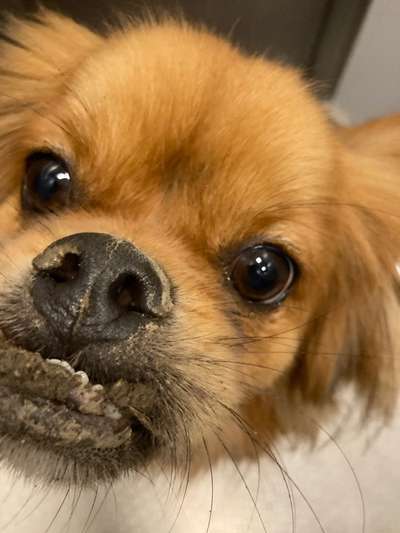 Fotosammlung: ,,Der natürliche Hund" Unbearbeitet, ungestellt und in Natura-Beitrag-Bild