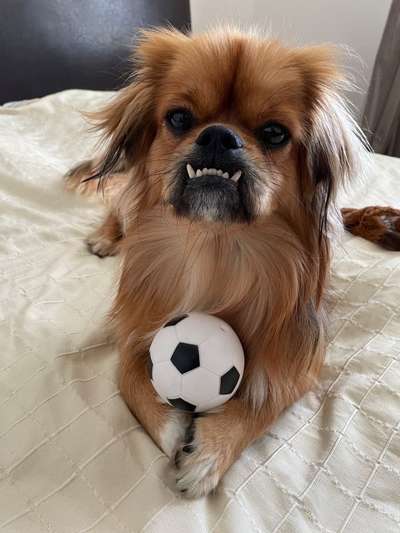 Fotochallenge Nr. 47 - Zeigt die Zähne-Beitrag-Bild