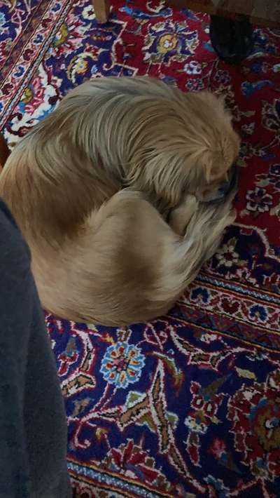 Pekinese/Pekingese-Beitrag-Bild