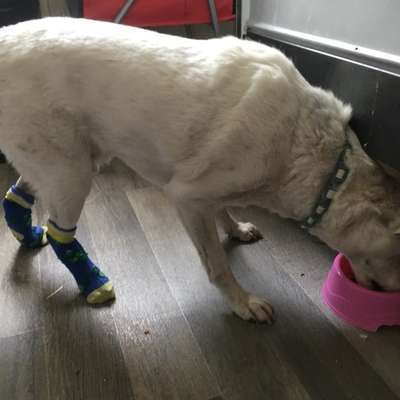 Hund Rutsch auf Laminat aus-Beitrag-Bild