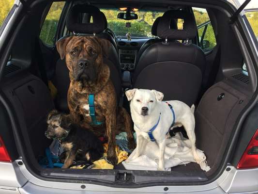 Hundeangriff, groß gegen klein-Beitrag-Bild