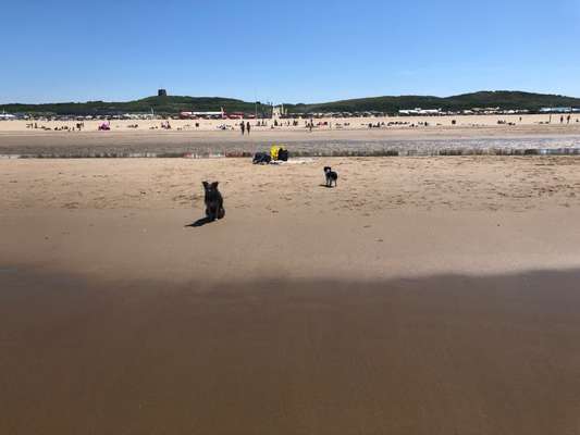 Hundestrand Niederlande-Beitrag-Bild