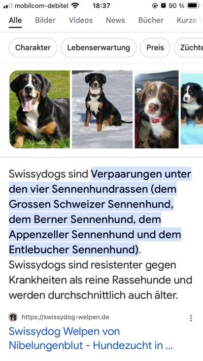 Nadel im Heuhaufen gesucht - mittelgroße Begleithunderasse-Beitrag-Bild