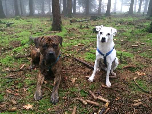 Nadel im Heuhaufen gesucht - mittelgroße Begleithunderasse-Beitrag-Bild