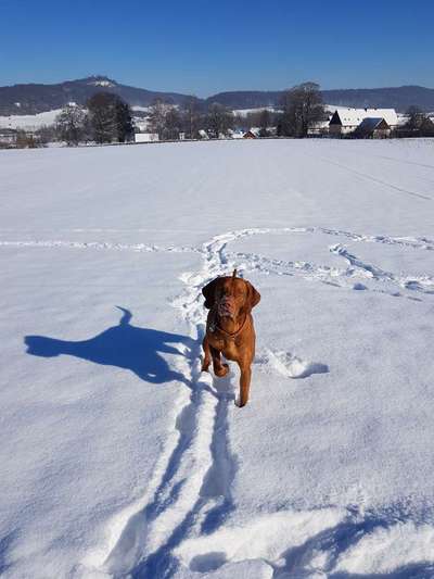 Zeigt die schönsten Schneebilder von eurer Fellnase ❄️-Beitrag-Bild