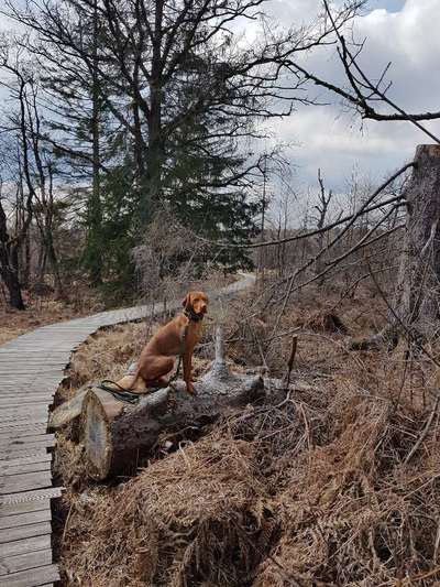 Fotochallenge No. 26                                     Wald und Wiese-Beitrag-Bild