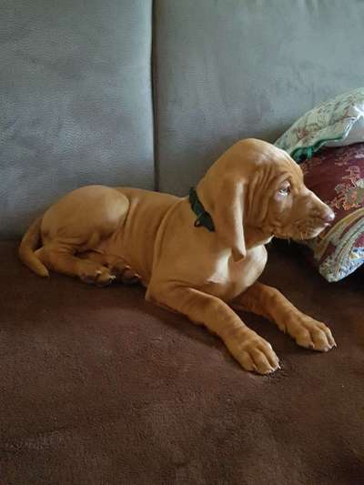 Welpen Bilder !-Beitrag-Bild