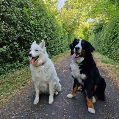 Hundetreffen-Spielfreude gesucht-Bild