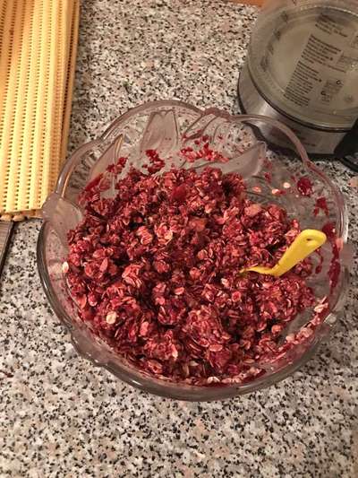 Vegane Snacks für Mensch und Hund-Beitrag-Bild