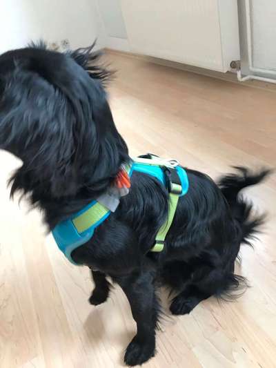 Welches Geschirr ist am besten für das Fahrrad fahren geeignet?-Beitrag-Bild