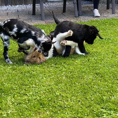 Hundetreffen-Gemeinsam spielen und voneinander lernen 🐾-Bild