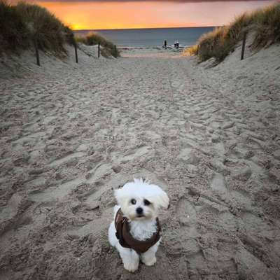 Hundetreffen-Spielrunde-Bild