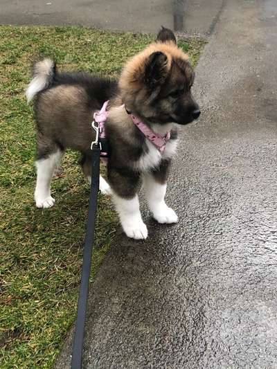 Welpen Bilder !-Beitrag-Bild