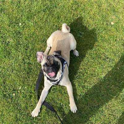 Hundetreffen-Spieltreff-Bild