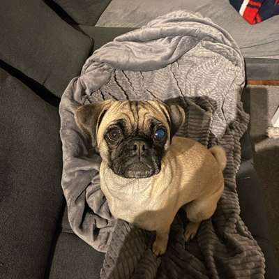 Pupillen des Hundes unterschiedlich-Beitrag-Bild