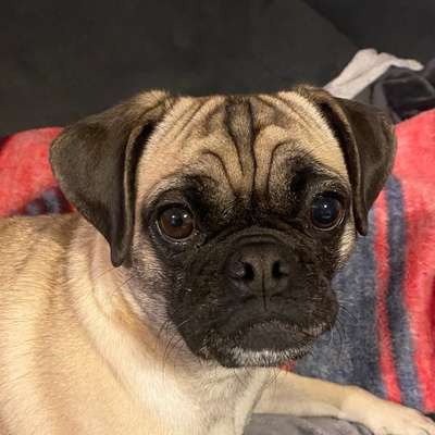 Pupillen des Hundes unterschiedlich-Beitrag-Bild