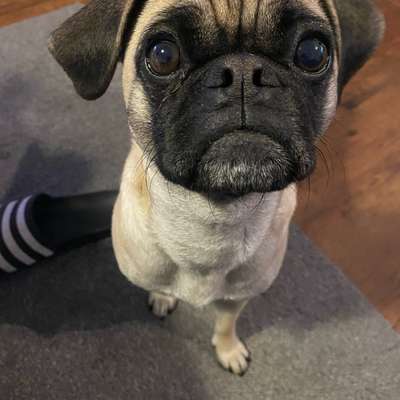 Pupillen des Hundes unterschiedlich-Beitrag-Bild