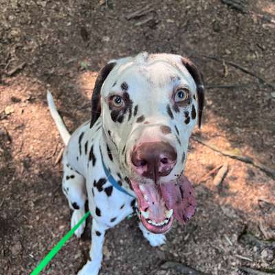 Hundetreffen-Partner für Frustrationsübung gesucht-Bild