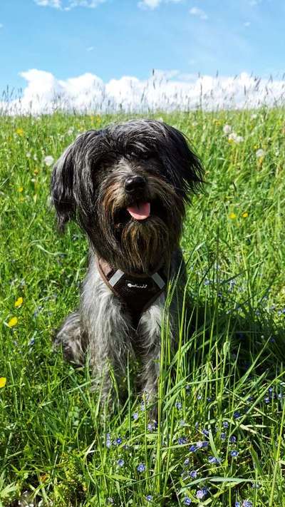 Die Dogorama Monats Challenge "Es grünt und blüht"-Beitrag-Bild