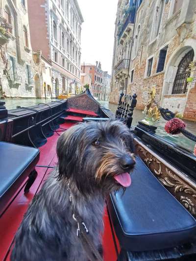 Die Dogorama Wochen Challenge-Beitrag-Bild