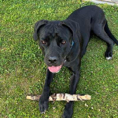Hundetreffen-Gassi - & Trainingspartner. 🐕‍🦺🥎-Bild