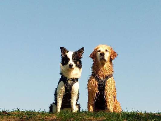 Dein Hund im Dogorama-Kalender 2021-Beitrag-Bild