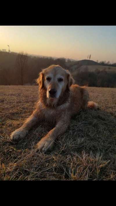 Dein Hund im Dogorama-Kalender 2021-Beitrag-Bild