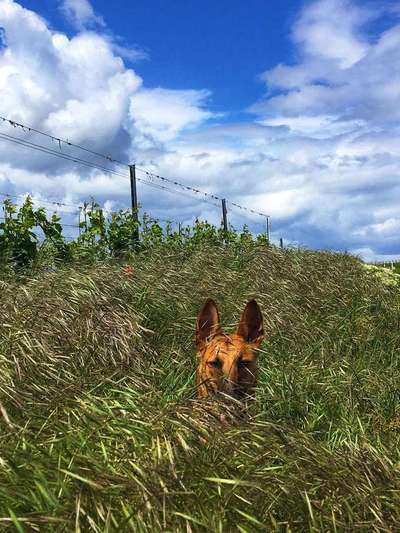 Dein Hund im Dogorama-Kalender 2021-Beitrag-Bild