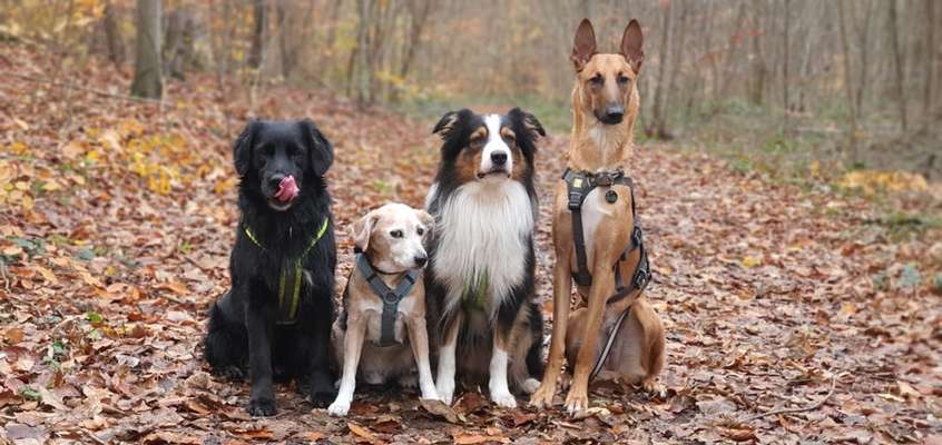 Podencomischling oder Podenco-Beitrag-Bild