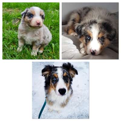 Als Welpen sind sie alle noch süßer-Beitrag-Bild