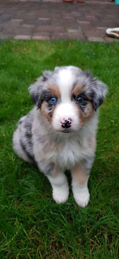 Welpen Bilder !-Beitrag-Bild