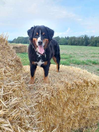 Berner Sennen-Beitrag-Bild