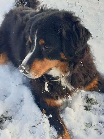 Berner Sennen-Beitrag-Bild