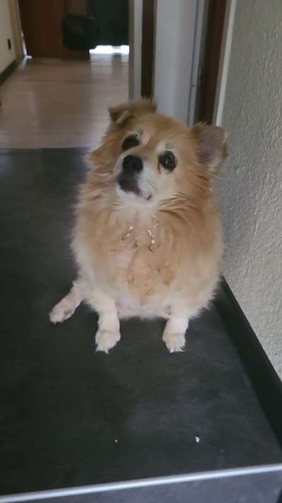 Gehören Hunde ins Restaurant?-Beitrag-Bild