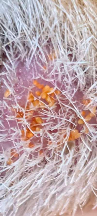 Herbstgrasmilben: Erste Hilfe?-Beitrag-Bild