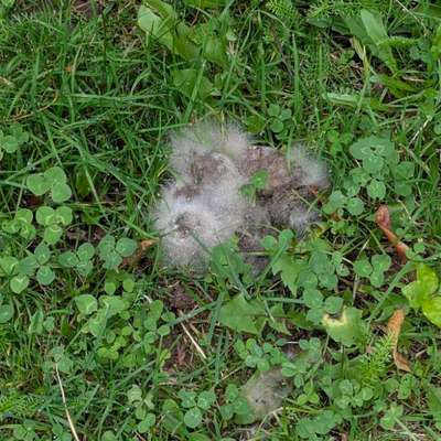 Pilz Saison ist Pelz Saison-Beitrag-Bild