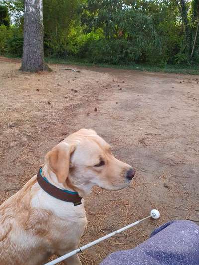 Suche passende Rasse-Beitrag-Bild