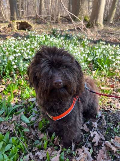 Dogorama Photo Challenge - Der Frühling kommt-Beitrag-Bild