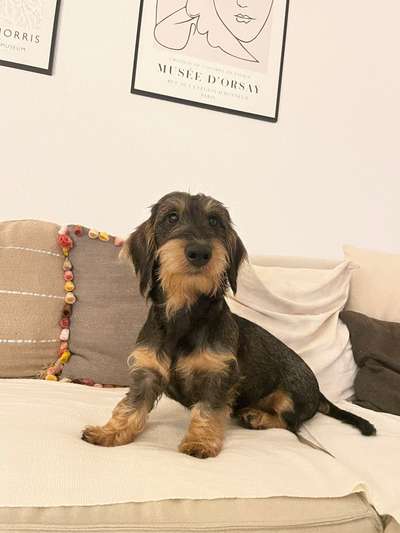 Hundetreffen-Junghunde Gassi Treffen-Bild