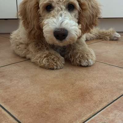 Hundetreffen-Gassi- und Spieltreffen-Bild