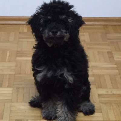 Hundetreffen-Spieletreffen in Schwabing