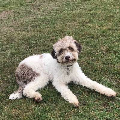 Hundetreffen-Treffen zum Spaziergang und toben