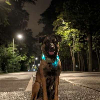 Hundetreffen-Abend und Nachtrunden-Bild