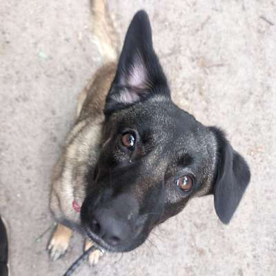 Hundetreffen-Gassi und Spielpartner gesucht-Bild