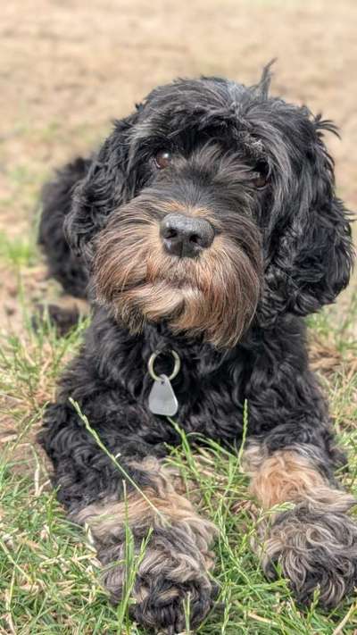 Hundetreffen-Gassi Runde für ruhige/ älter Hunden und handycap Hunde-Bild