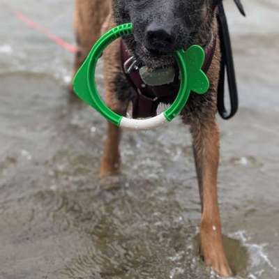 Hundetreffen-Trainings Partner gesucht-Bild