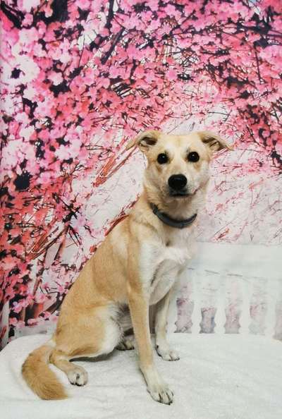 Die Dogorama Kalender Challenge Titelbild-Beitrag-Bild