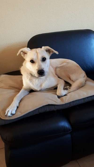 Dogorama Photo Challenge - Hundeblick zum hinschmelzen-Beitrag-Bild